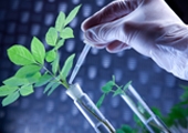 Plant Biotechnology