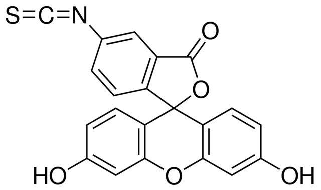 Fluorescein-Iso-Thiocyanate
