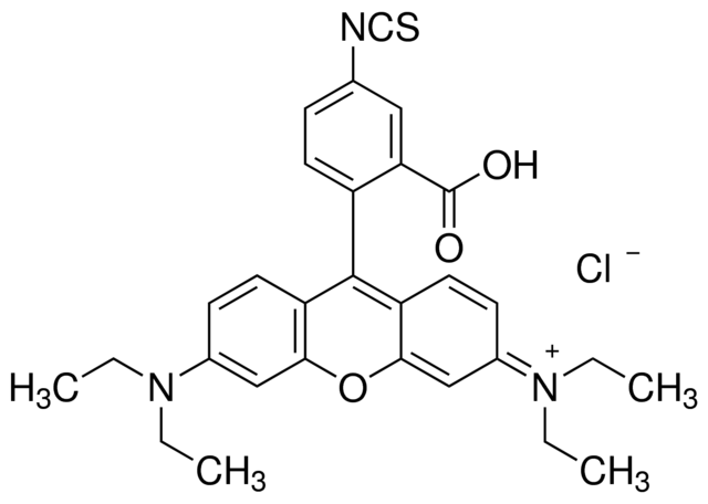 Rhodamine B-Iso-Thiocyanate for Biochemistry & Microscopy